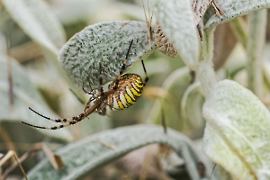 accouplement risqué