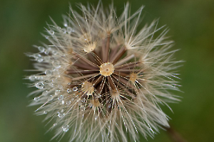 après la pluie