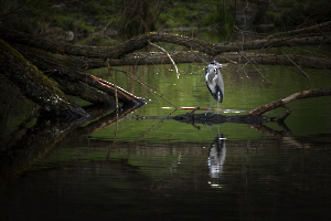 Comme dans les Bayous