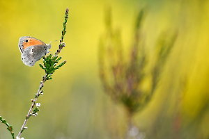 Douceur printanière