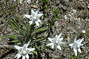 Edelweiss