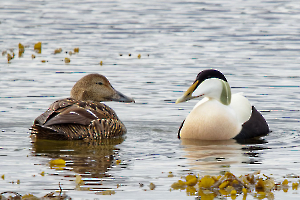 Eider