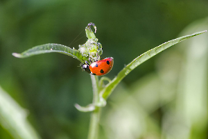 Et hop, tête en bas !