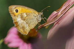 la trompe du papillon
