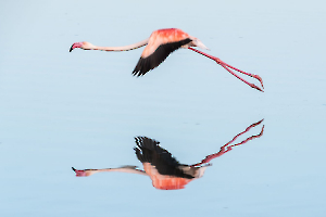 La vie en (flamand) rose