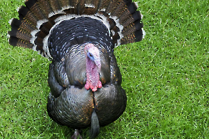 le dindon d'ailleurs