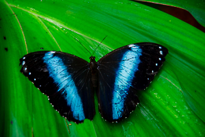 Morpho bleu