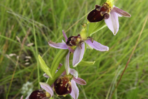 Ophrys abeille