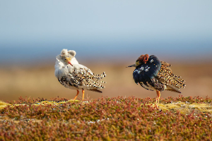Préparation au combat