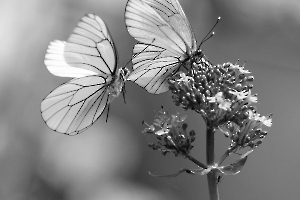 2023 Regional nature ip