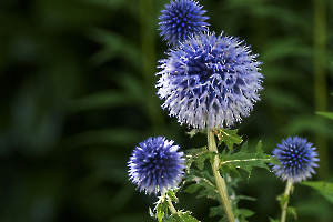 Rimons avec Chardon et bourdon