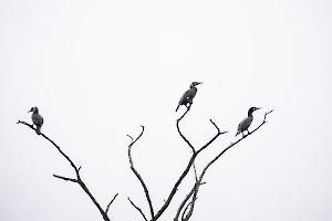 Triplette de cormorans