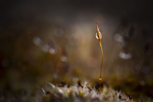Mousse après l'ondée