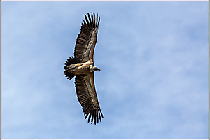 contassot-p-02_48422268626_o