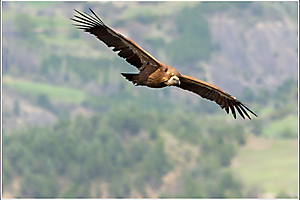 contassot-p-03_48422417827_o