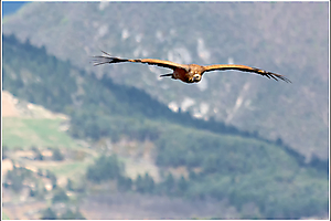 contassot-p-04_48422265916_o