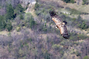 contassot-p-06_48422262746_o