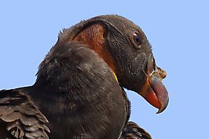 gautron-jp-1-vautour_48422441601_o