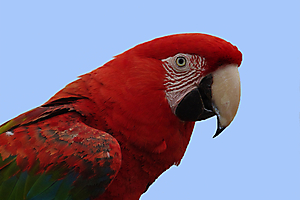 gautron-jp-2-perroquet-rouge_48422593397_o