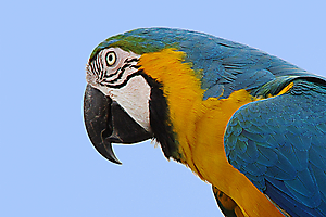 gautron-jp-4-perroquet-bleu-jaune_50980069807_o