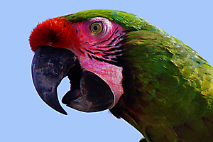 gautron-jp-6-perroquet-vert_50980067942_o