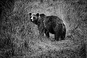 labonde-am-01_48422913337_o