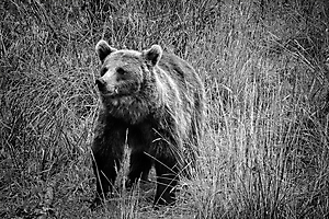 labonde-am-03_48422769691_o