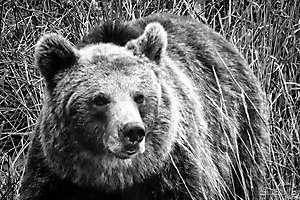 labonde-am-04_48422915812_o