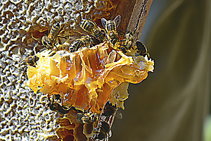 le-ray-p-04_48422906167_o