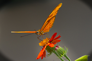 mosnier-m-03_48422762832_o