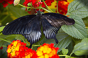 mosnier-m-04_48422761342_o