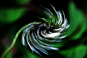 2---dlires-floraux_49152622638_o