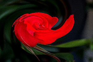 4--dlires-floraux_49153342612_o