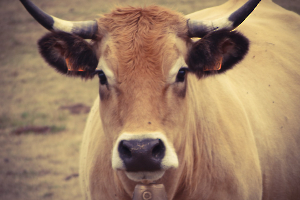 5-didier-aubrac_49153418738_o