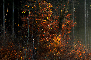 5-dsc_5580_49153012663_o