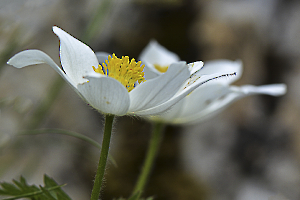 anemones_49153860017_o