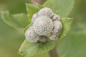 fleur-de-montagne_49153743351_o