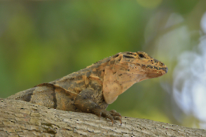 iguane---costa-rica_49153561066_o