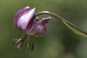 lys-martagon_49153927107_o