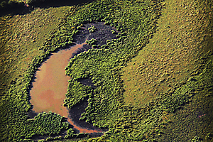 05---rat-des-champs_51992114224_o