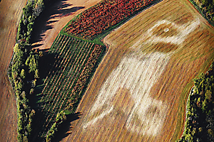 06---tte-de-chevreuil--oiseau_51991889903_o