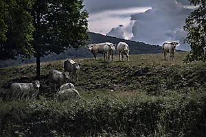 2-au-prs_51991836556_o