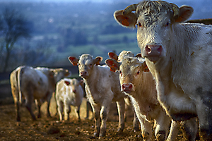 4-les-vaches_51992389035_o