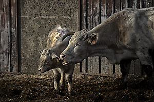 5-le-veau_51990838997_o