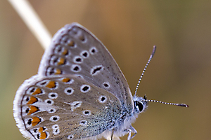 azur-2_51992444070_o