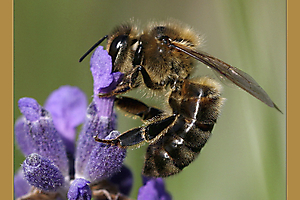 butinagejpg2_51992174204_o