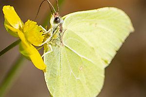 citron-4_51990893292_o