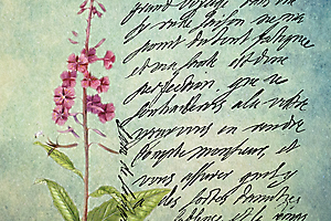 de-svign_51992446820_o