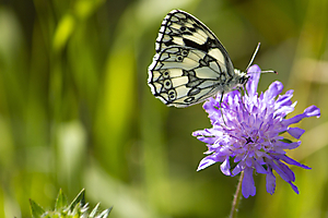 le-demi-deuil-3b_51992173469_o