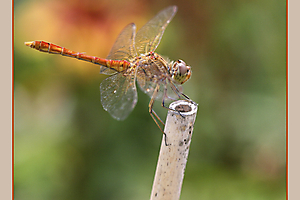 libellune_51990894182_o